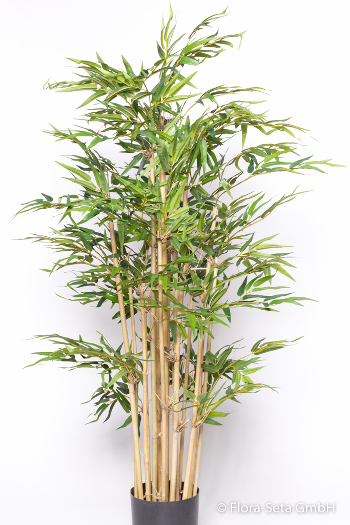 Bambus mit 15 Stielen im Kunststofftopf, Höhe ca. 145 cm