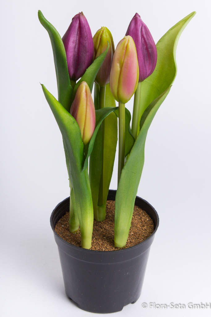 Tulpenarrangement mit 5 Blütenknospen im schwarzen Kunststofftopf Farbe: aubergine