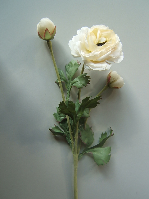 Ranunkel mit 3 Stielen, 3 Blüten und 6 Blättern Farbe:creme-weiß