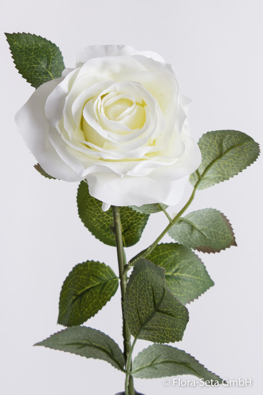 Rose Dijon Farbe: weiß