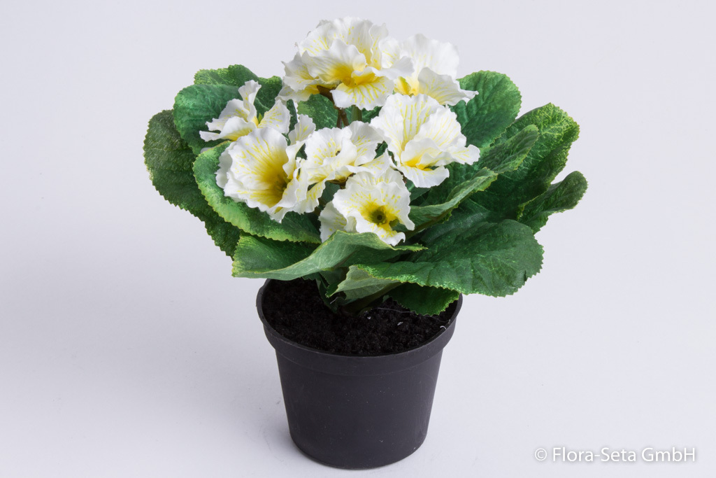 Primelbusch mit 9 Blüten in schwarzem Kunststofftopf Farbe: creme-weiß