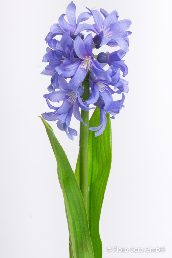 Hyazinthe mit 2 Blättern Farbe: hellblau-lila
