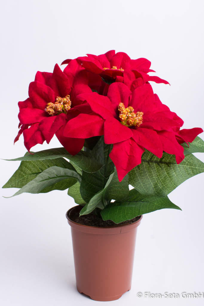 Poinsettienbusch mit 6 Blüten, samtig in braunem Kunststofftopf Farbe: rot