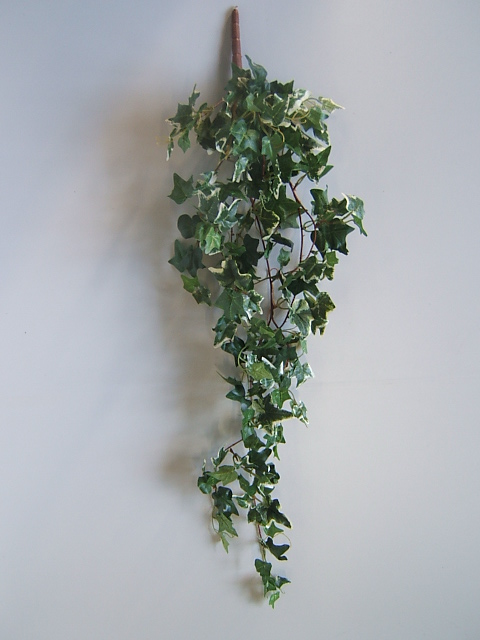 Holland Efeu Hängebusch mit 9 Zweigen Farbe:grün-creme