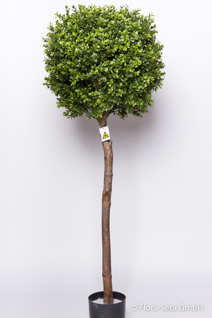 Buchskugelbaum im Kunststofftopf, Höhe ca. 140 cm, UV-improved