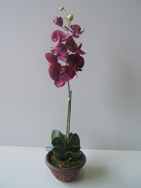 Orchidee Phalaenopsis mit 7 Blüten, 10 Blättern, in braunem Steinguttopf Farbe:purple