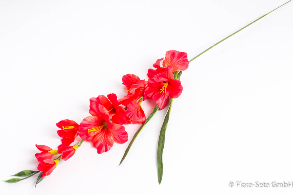 Gladiole mit 7 Blüten und 3 Knospen Farbe: rot