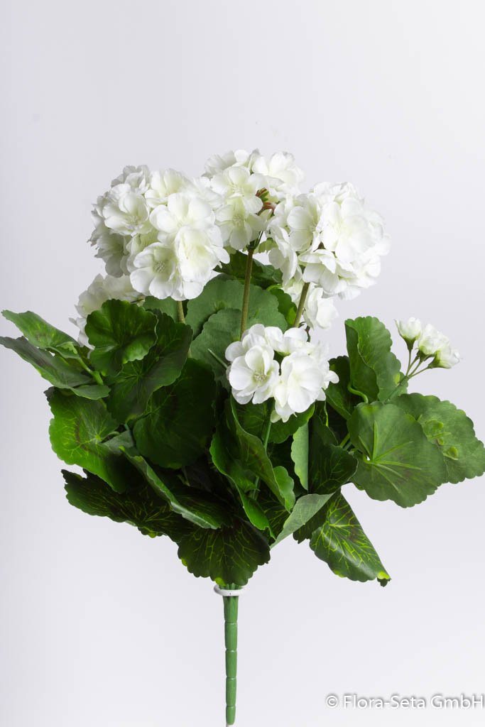 Geranienbusch mit 4 kleinen und 3 größeren Blütenköpfen Farbe: creme-weiß