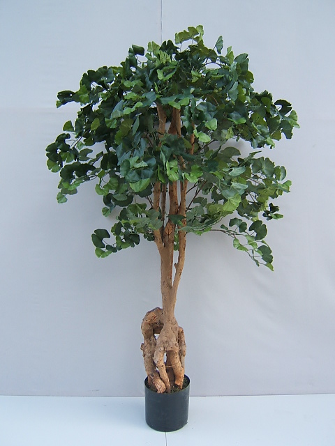 Ginkgobaum im Kunststofftopf