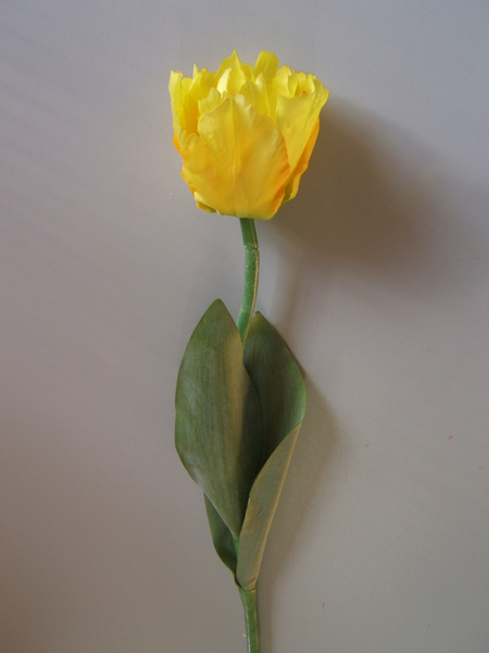Tulpe Alkmaar (1Einheit=6Stück) Farbe:gelb