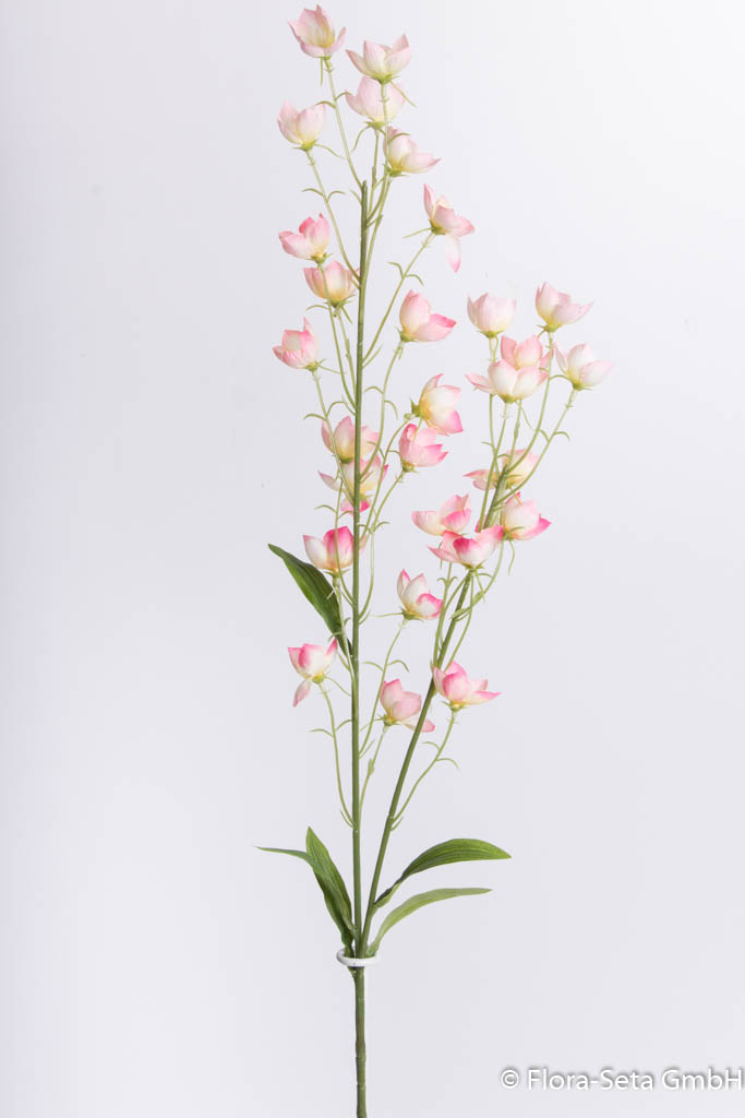 Blütenzweig (Butterblume) Farbe: creme-pink