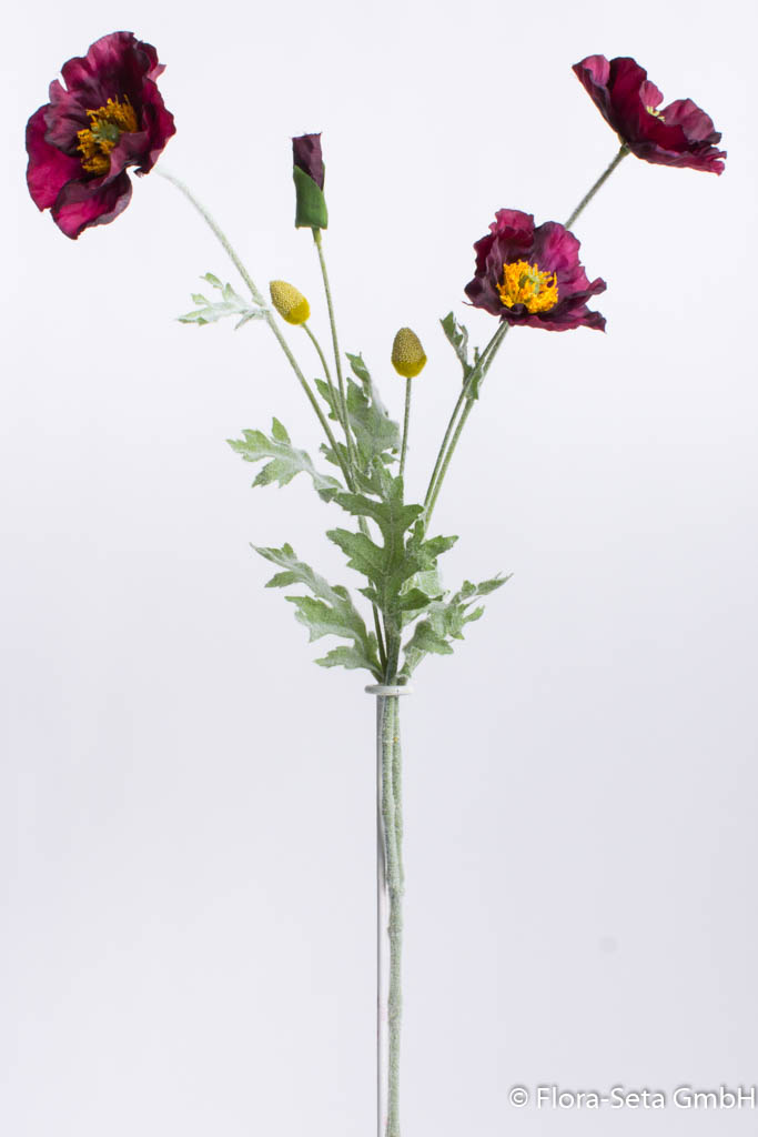Mohnblume mit 3 Blüten und Kospen Farbe: burgund