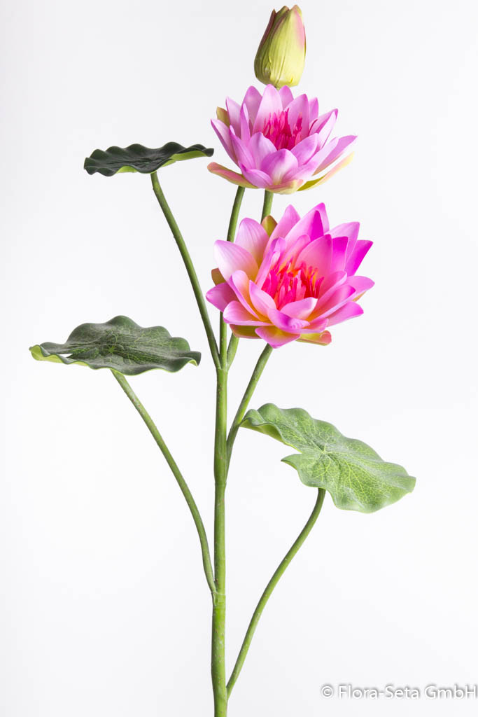 Lotusblume am Stiel Farbe: purple