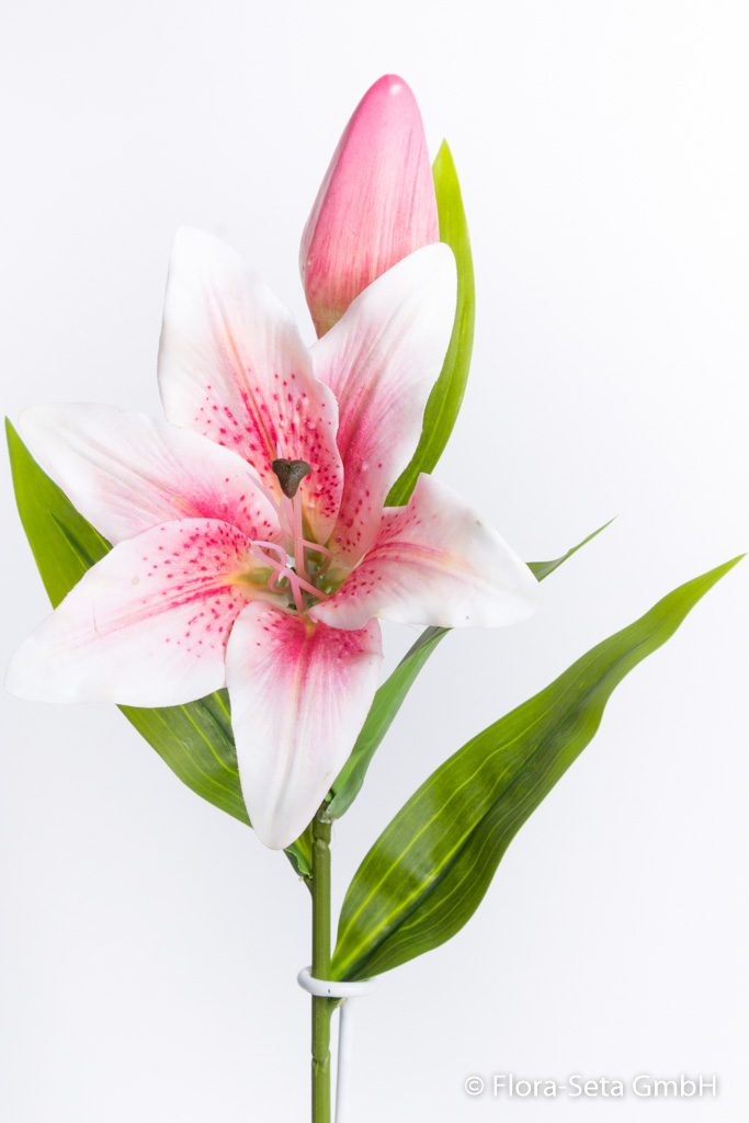 Lilie kurzstielig mit 1 Blüte und 1 Knospe, Farbe: creme-pink "real-touch"