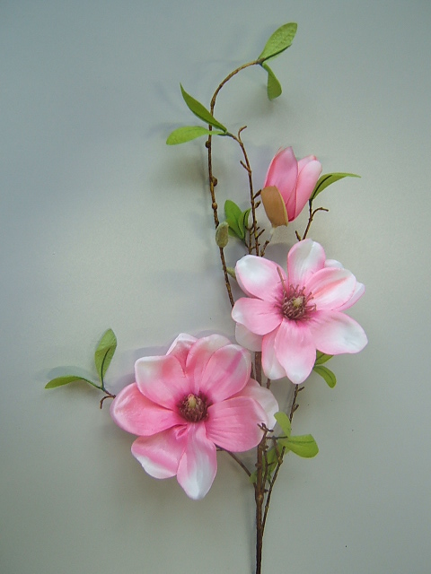 Magnolienzweig mit 3 Blüten u. 5 Knospen Farbe:pink-weiß