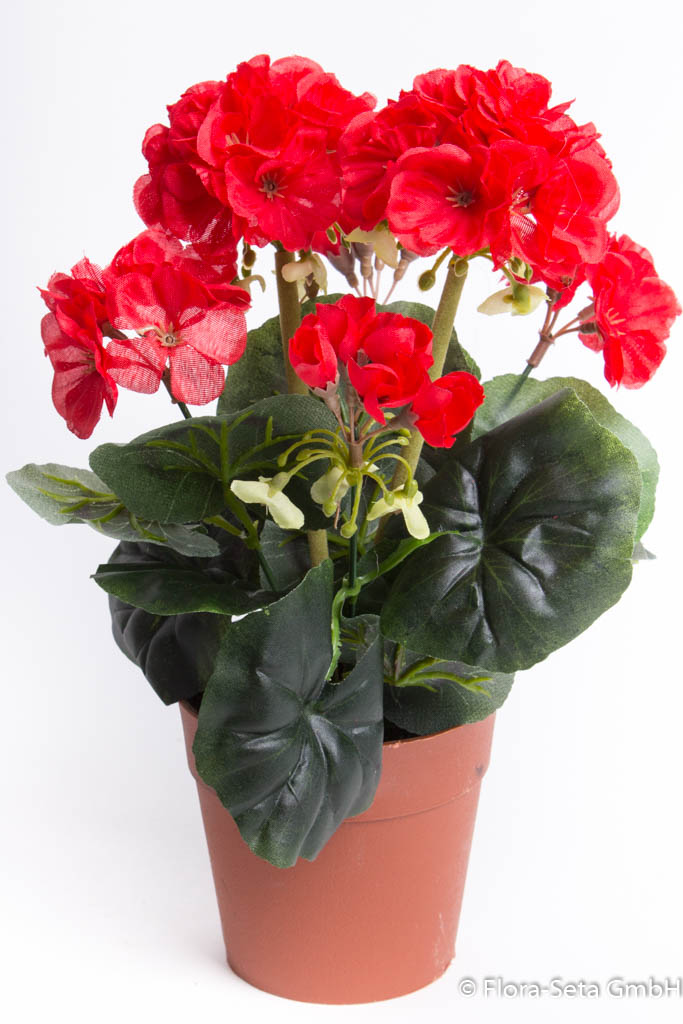 Geranienbusch mit 6 Stielen und 6 Blütenköpfen in braunem Kunststofftopf Farbe: rot