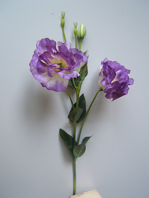 Malve mit 2 Blüten, 3 Knospen und 8 Blättern Farbe:helllila-creme