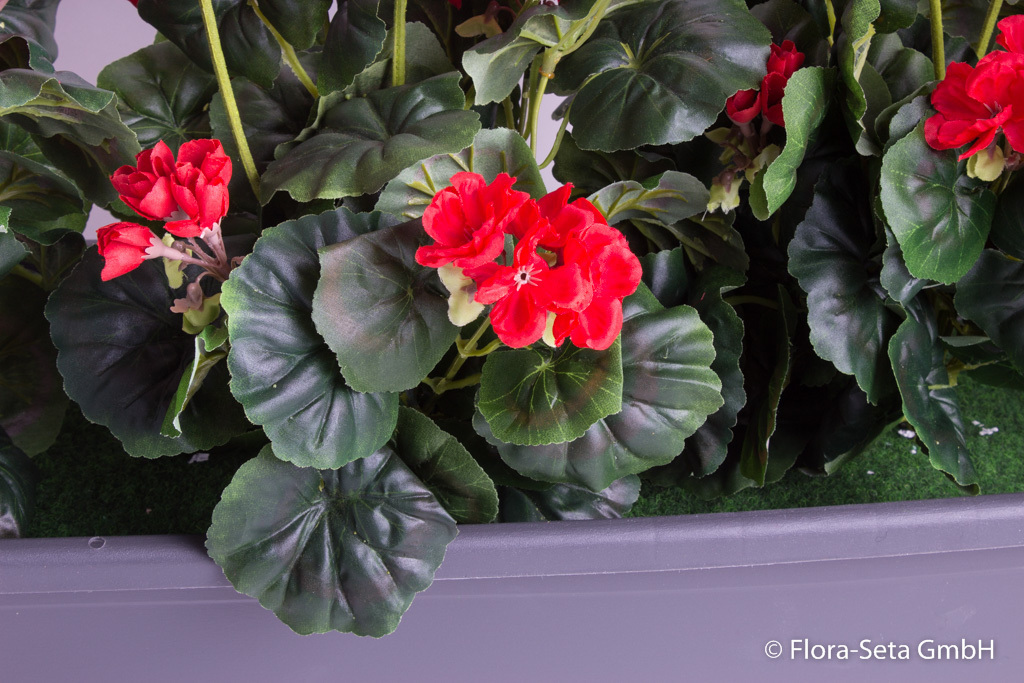 Geranien im anthrazitfarbenen Kunststoff-Balkonkasten Toscana 80 cm getopft Farbe:rot