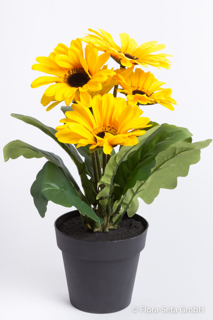 Gerbera mit 5 Blüten im schwarzen Kunststofftopf Farbe: gelb