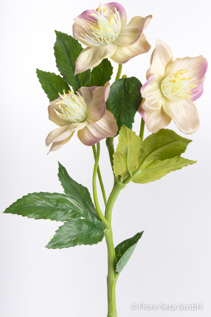 Christrosenzweig mit 3 Blüten Farbe: creme-mauve
