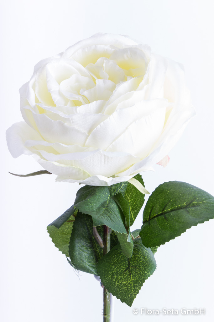 Englische Rose mit 9 Blättern Farbe: creme-weiß