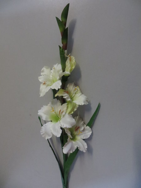 Gladiole mit 5 Blüten und 3 Blättern Farbe:creme-weiß