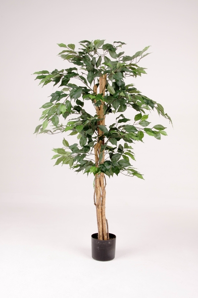 Ficus Benjamini im Kunststofftopf  mit ca. 500 Blättern Farbe:grün