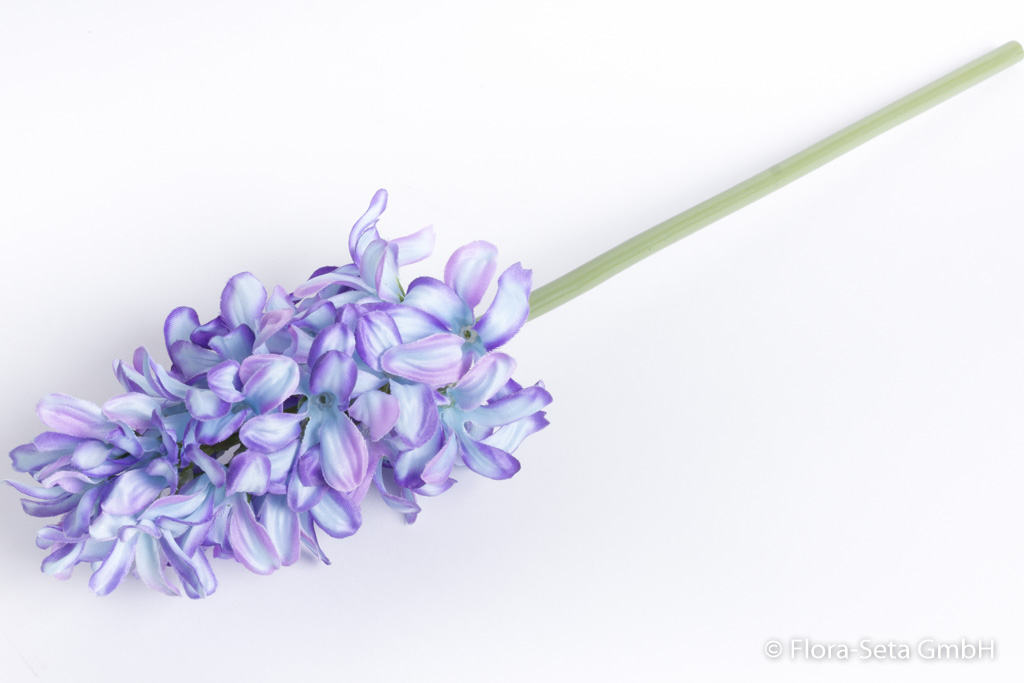 Hyazinthe Farbe: hellblau-lila