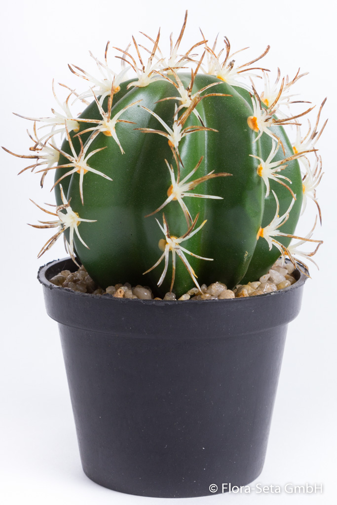 Kaktus Adelaide in schwarzem Kunststofftopf