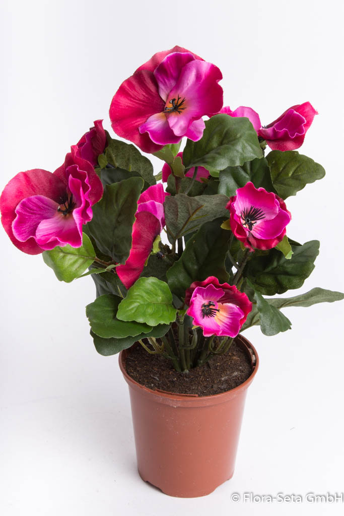 Stiefmütterchenbusch mit verschiedengroßen Blüten im braunen Kunststofftopftopf Farbe: beauty