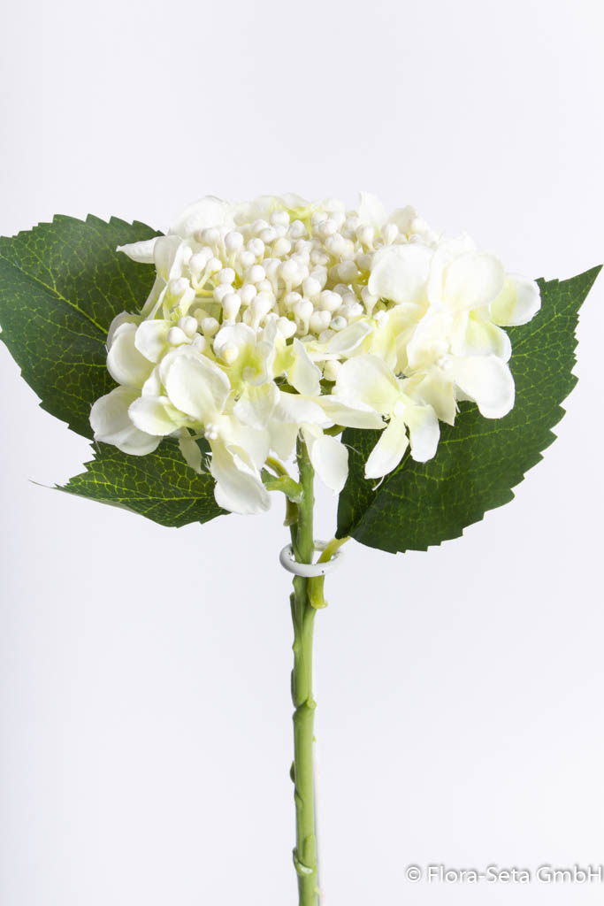 Hortensie mit Knospen und Blättern, Höhe ca. 43 cm, Farbe: creme-weiß