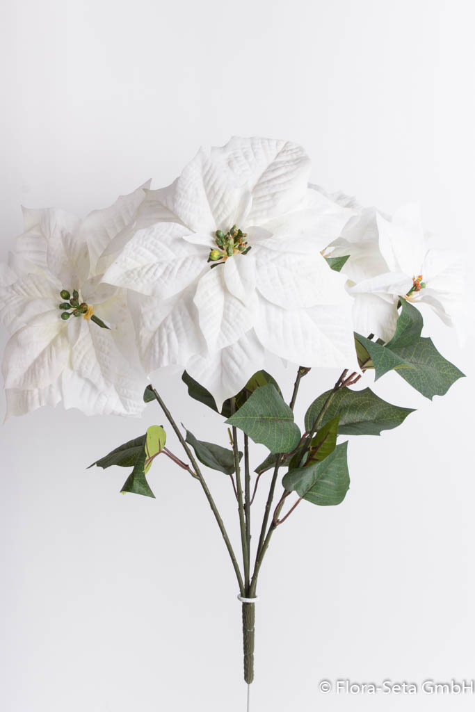 Poinsettienbusch mit 5 großen Blüten Farbe: weiß - Mitte leichtes hellgelb