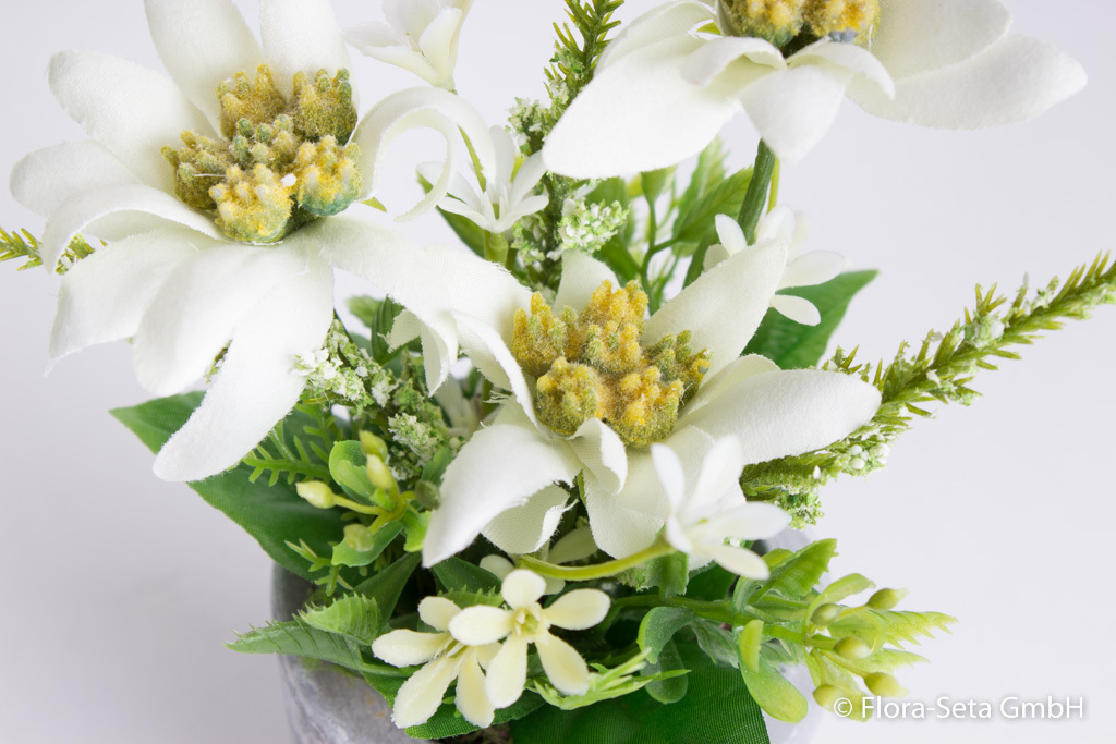 Edelweiß mit 3 Blüten in hellgrau-weißem Tontopf Farbe:creme-weiß
