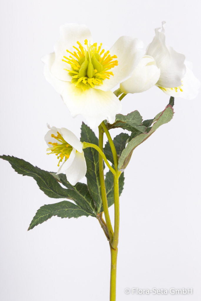 Christrosenzweig mit 3 Blüten, 1 Knospe und 8 Blättern Farbe:creme