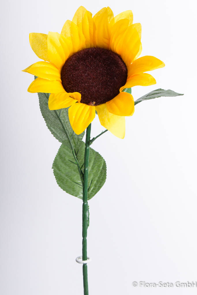 Sonnenblume langstielig, mit 3 Blättern Farbe: gelb