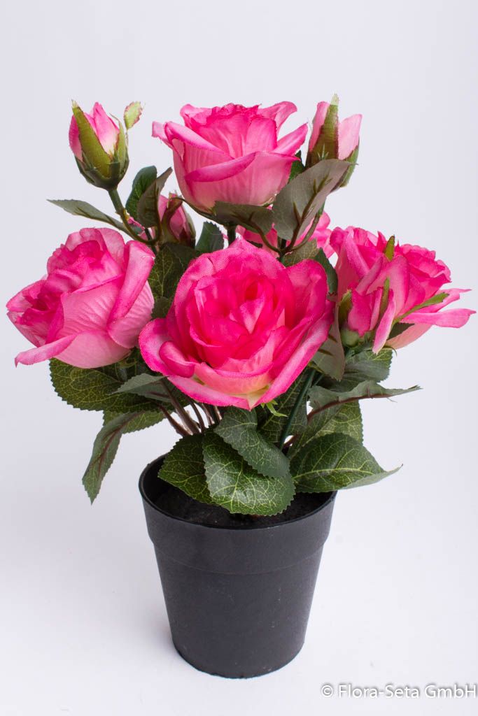 Rosenbusch mit 5 Rosen und 4 Knospen im schwarzen Kunststofftopf Farbe: beauty