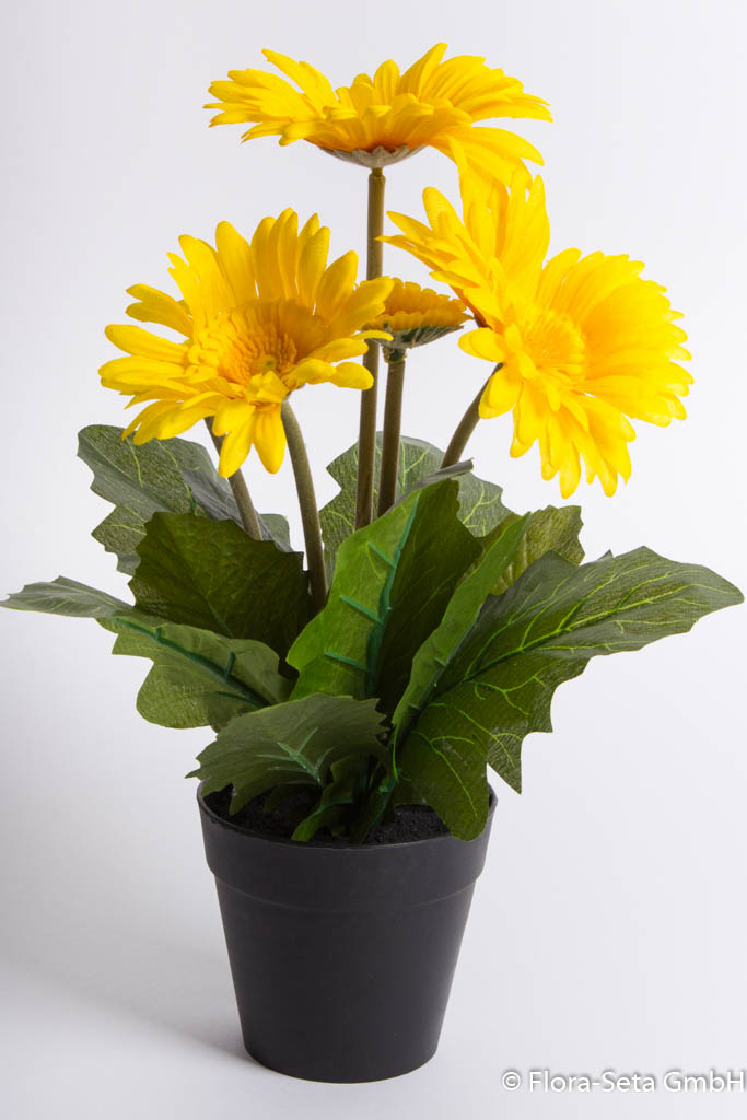 Gerbera mit 5 Blüten im schwarzen Kunststofftopf Farbe: gelb
