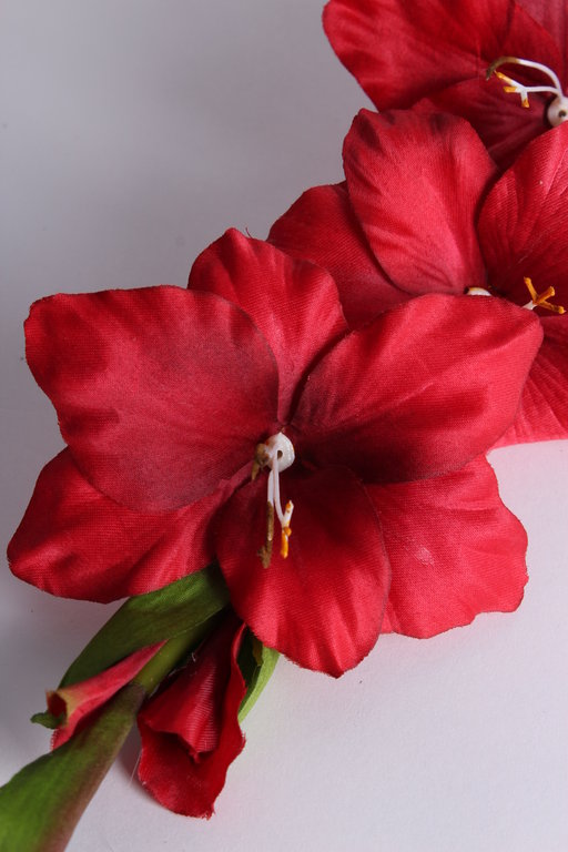 Gladiole mit 4 Blüten und 1 Knospe Farbe: rot