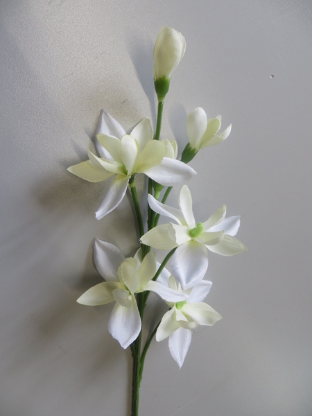 Orchidee-Cymbidiumzweig mit 4 Blüten und 3 Knospen Farbe:creme-weiß, Mitte hellgrün