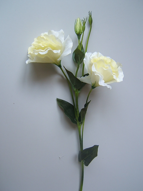 Malve mit 2 Blüten, 3 Knospen und 8 Blättern Farbe:creme