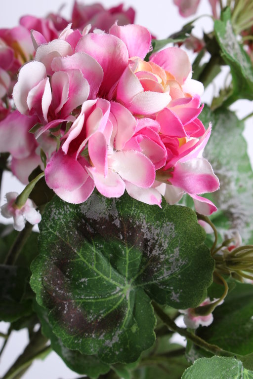 Geranie mit 7 Blütenköpen Farbe: pink-creme