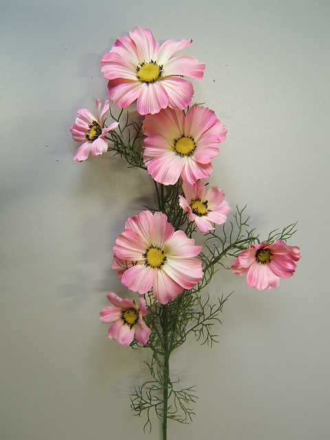 Cosmea mit 7 Blüten Farbe:pink