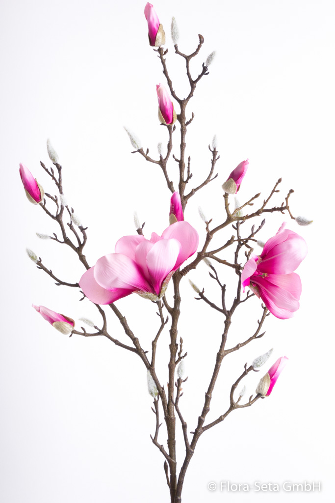 Magnolienzweig groß mit 2 Blüten und 8 Knospen Farbe: rosa-pink