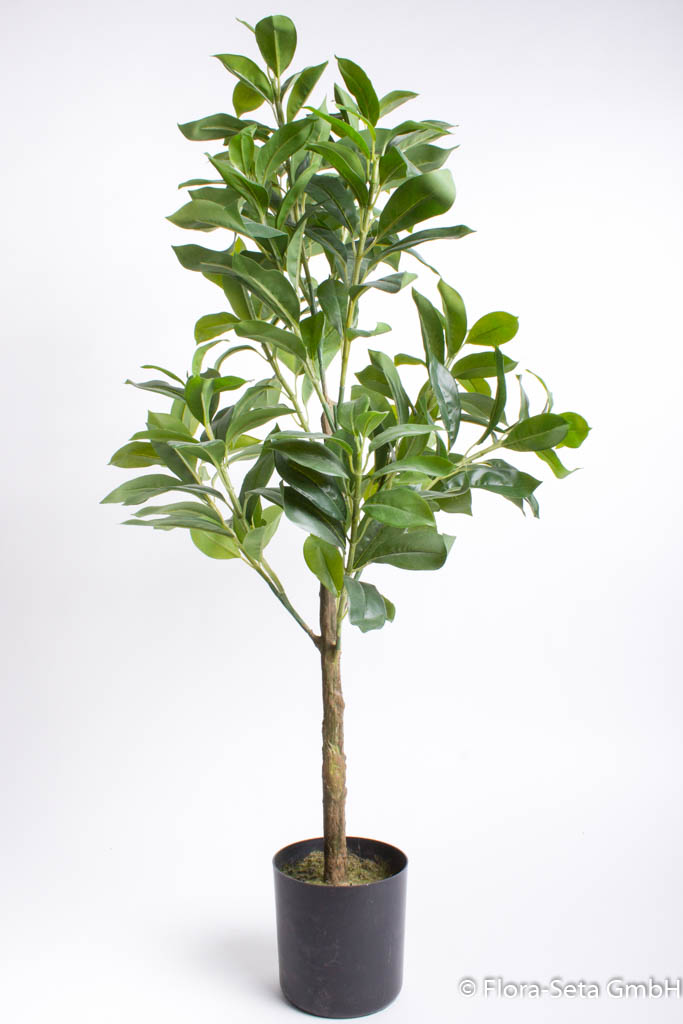 Ficus Robusta im Kunststofftopf, Höhe ca. 90 cm Farbe: grün