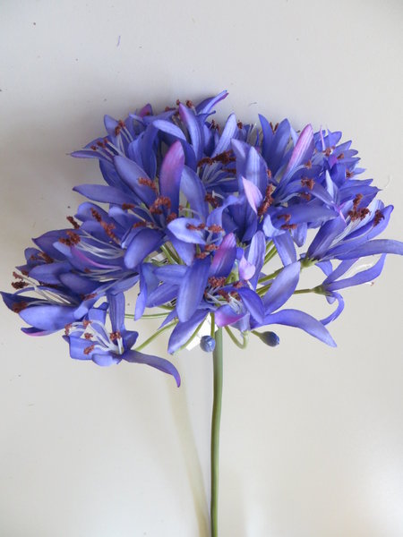 Agapanthus Farbe:lila