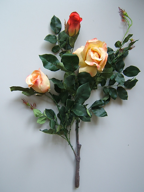 Rosenast mit üppigem Blattwerk, 3 Blüten und 4 Knospen Farbe: gelb-pfirsich-rot