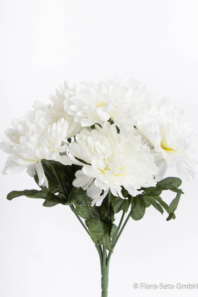 Chrysanthemenstrauß klein mit 7 Stielen Farbe: creme-weiß