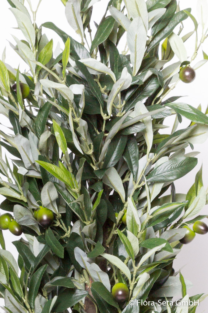 Olivenbaum Sienna mit Olivenfrüchten im Kunststofftopf (1 Einheit = 2 Stück)
