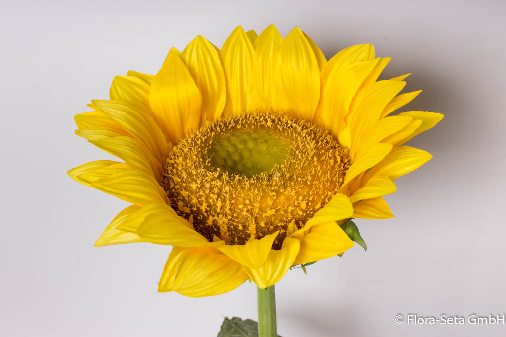 Sonnenblume Gigant mit 6 Blättern Farbe: gelb