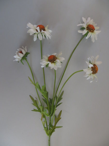 Margeritenzweig mit 5 Blüten Farbe:creme-weiß